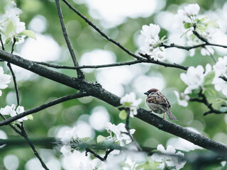 上海交大高级金融的专业课考哪些？